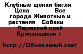 Клубные щенки бигля › Цена ­ 30 000 - Все города Животные и растения » Собаки   . Пермский край,Краснокамск г.